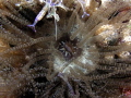   Corkscrew anemone frontyard CoCoView  